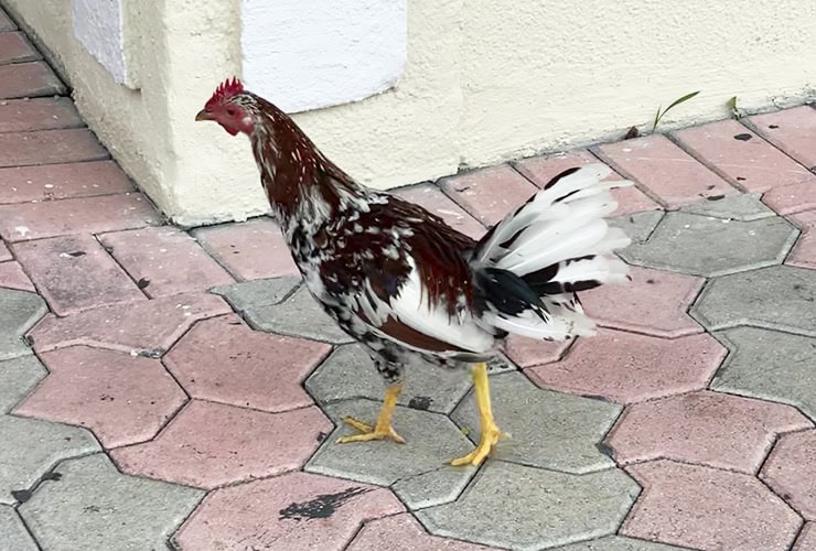 14_03_key_west_chickens