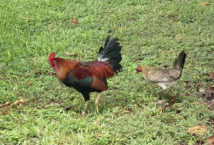 Key West Chickens