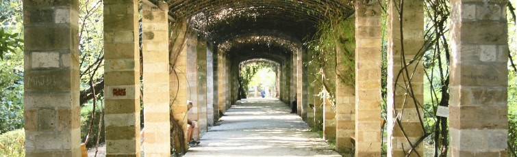 Pergola of Rosa Banksiae in the Athens National Garden