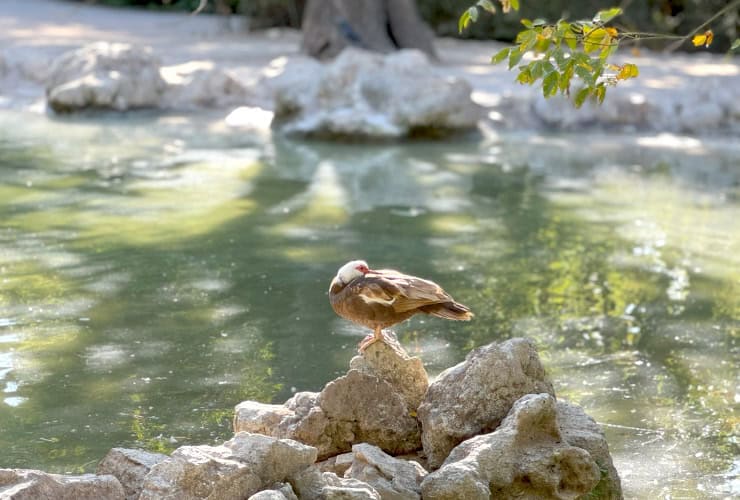 05_athens national garden - central lake_05