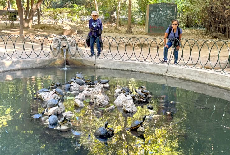 Tortoise Island in the Athens National Garden