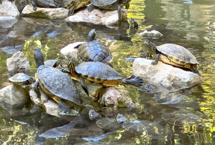 European pond turtles