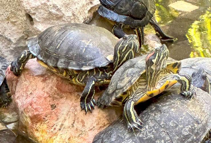 Athens National Garden Turtles