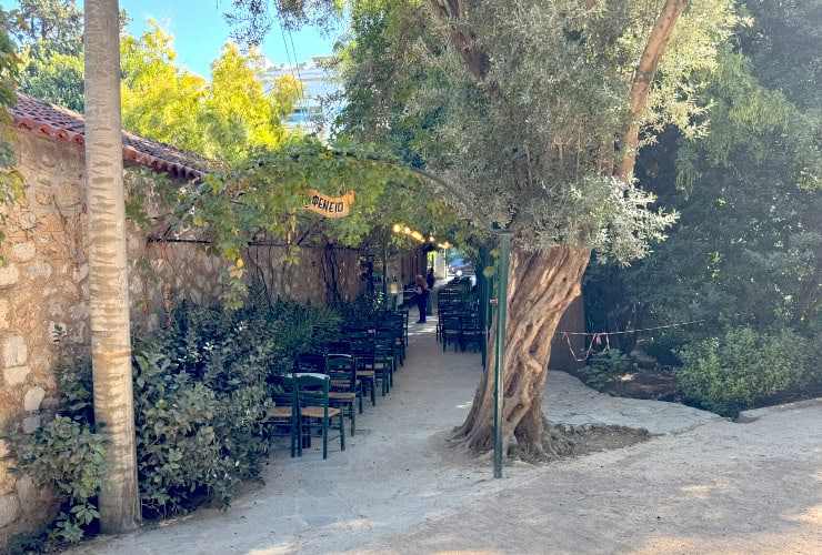 Olive tree at the garden entrance of the Kafeneio Café