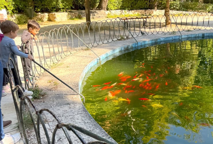 Koi Pond