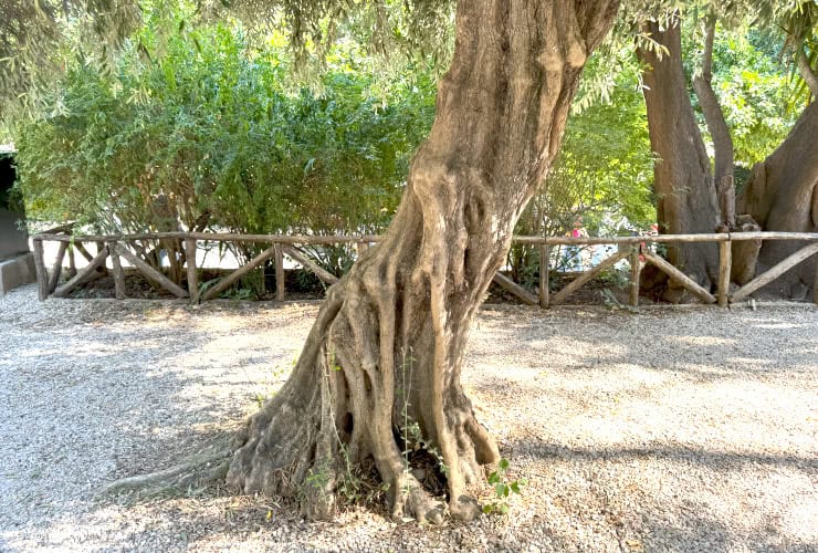 Athens National Garden Olive tree