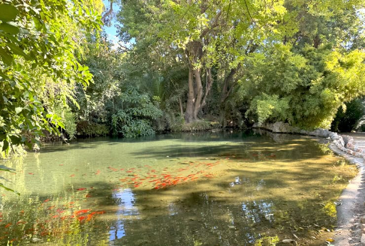 Greek Koi Pond