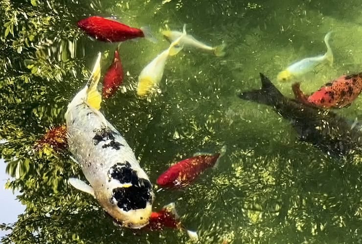 Kohaku and Sanke koi