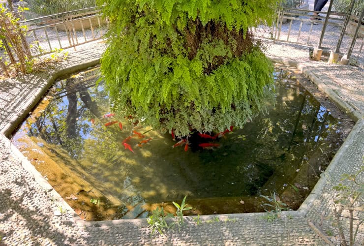 Koi fish at the Shepherdess Fountain