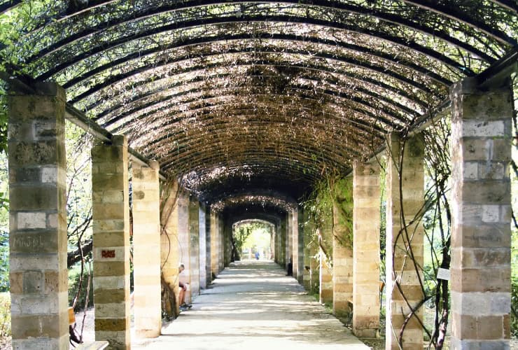 16_athens national garden - pergola of rosa banksiae_01