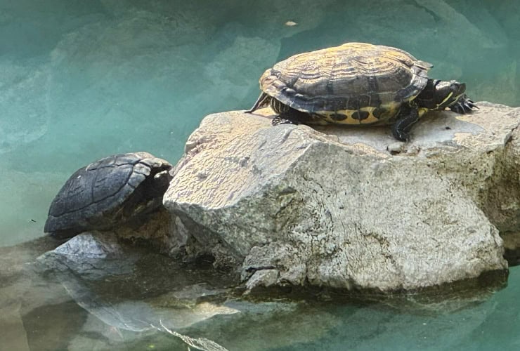 Turtles at the Boy Fisherman Statue in Athens