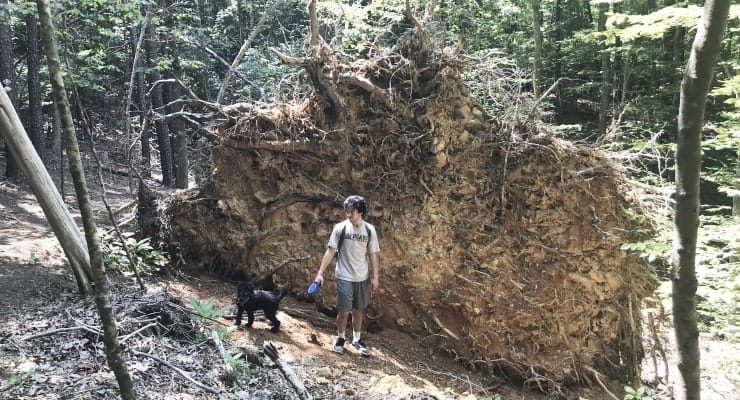 Jordan Lake - New Hope Trail fallen tree