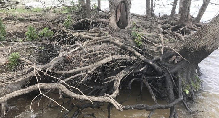 Jordan Lake - Vista Point Tree Roots